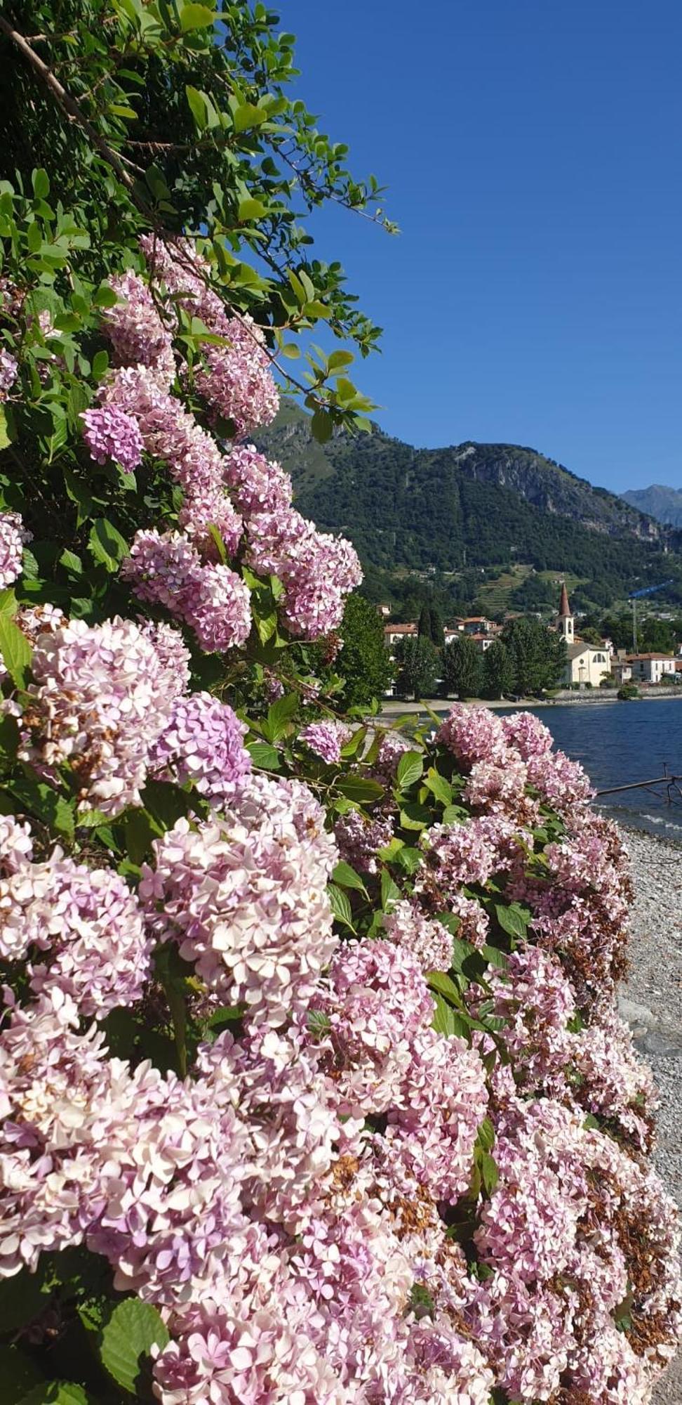 Residence Laguna Beach Pianello Del Lario Eksteriør billede